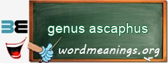 WordMeaning blackboard for genus ascaphus